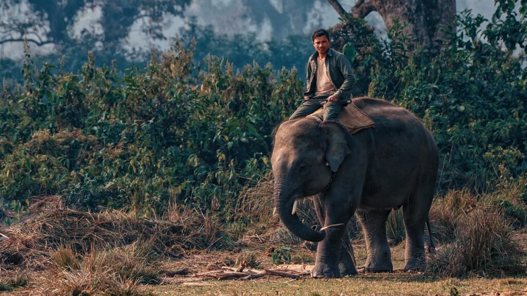 Man riding Elephant